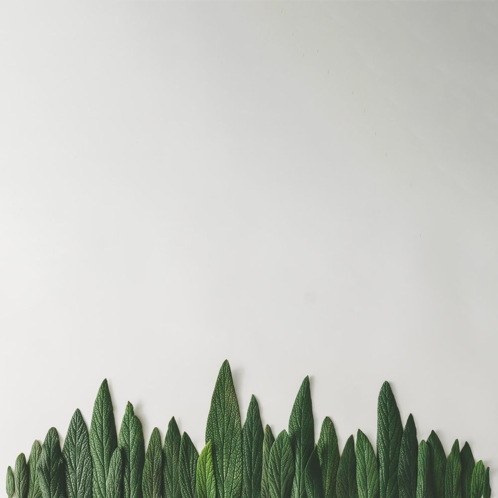 Green leaves in row on light background