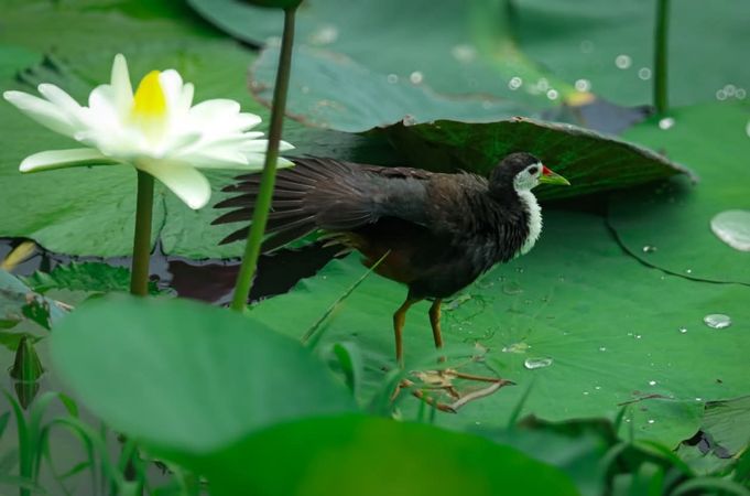 Waterhen bird walking on vibrant green lotus leaves with water droplets