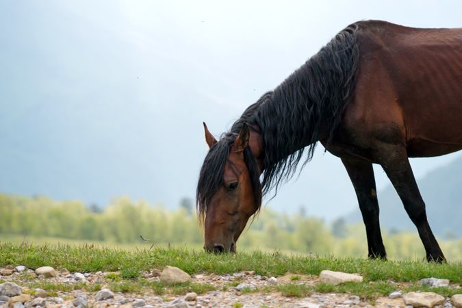 Brown horse grazing on grass with mountainous background