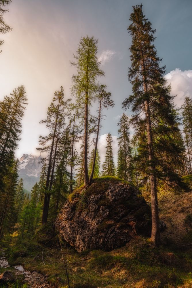 Big earthen boulder with tree in pine forest