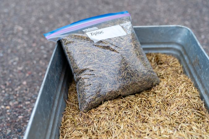 A container of harvested wild rice and a bag of processed wild rice in Aitkin County