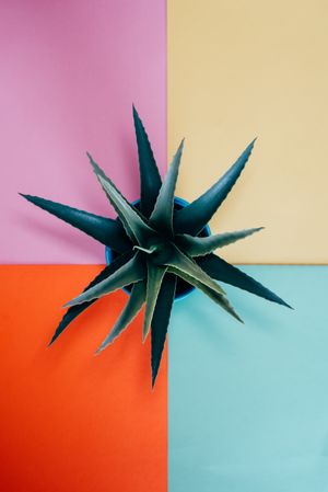 Aloe vera plant in a multicolor background