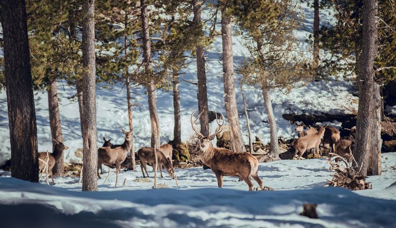 Deer pasturing between trees and snow