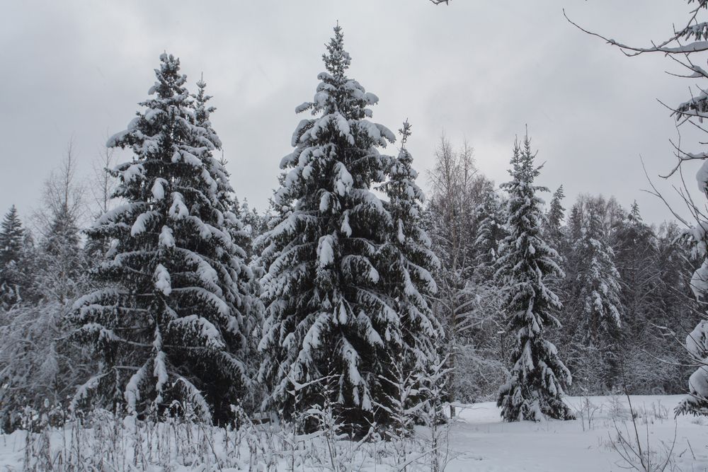 Winter forest landscape with snow