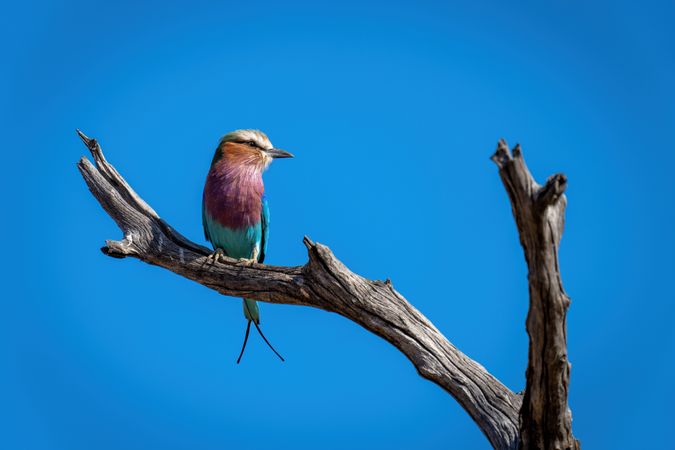 Lilac-breasted roller on dead tree turns head