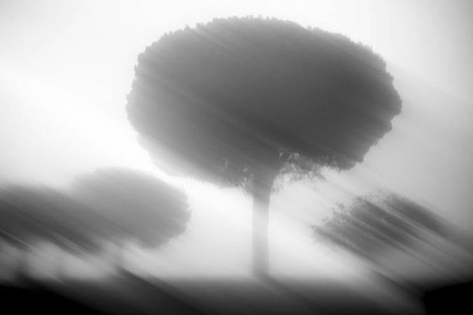 Defocused trees in sunset valley
