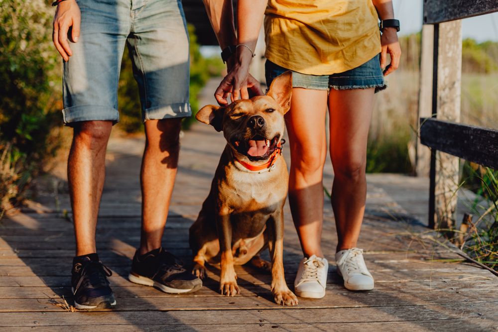 Loving adult couple resting with dog at countryside