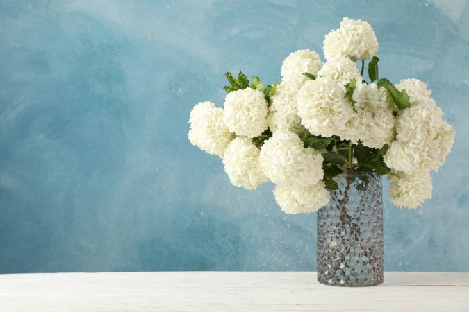 Vase with hydrangea flowers against blue background. Spring plant