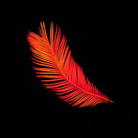 Neon tropical leaf in vivid red fluorescent color on dark background