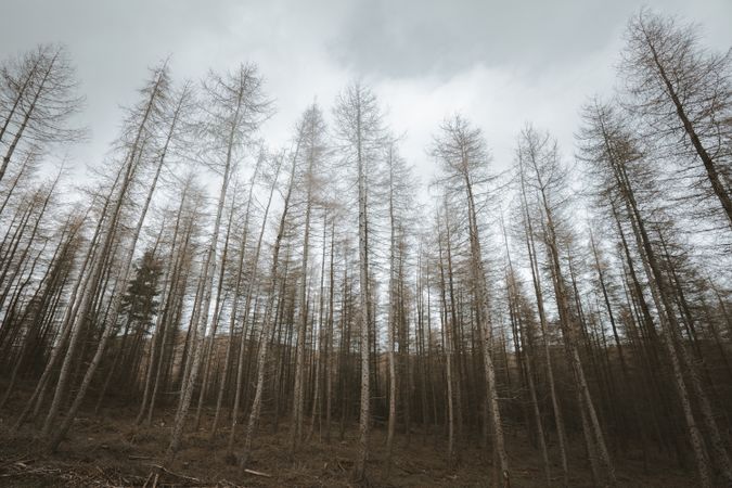 High tall trees in forest park