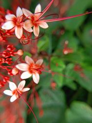 background of small red flowers blooming in spring