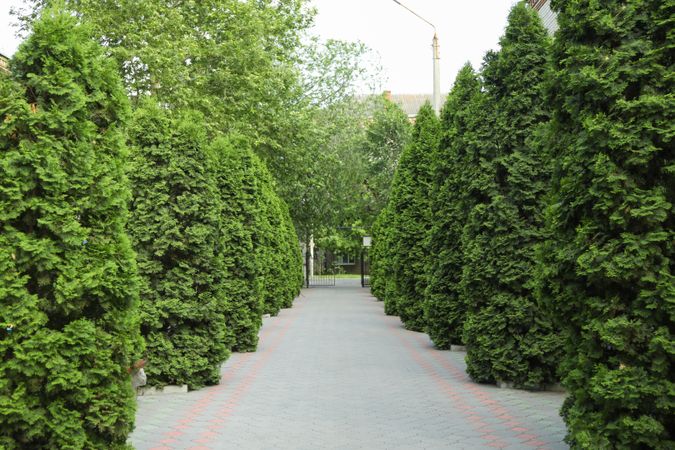 Green thuja trees alley road. Coniferous plant