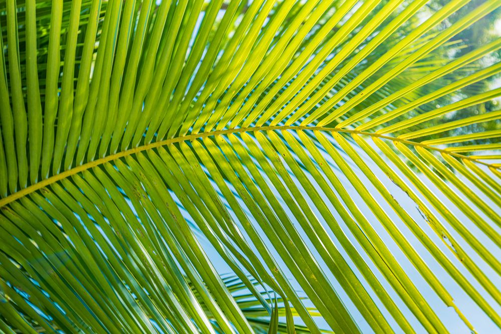 Palm tree leaf