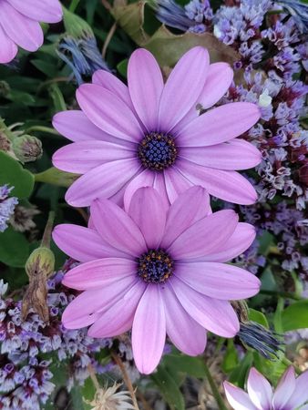 Two purple African daisy flowers