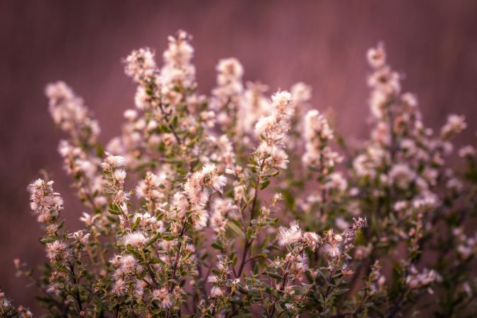 Bush of delicate pinkish flowerss