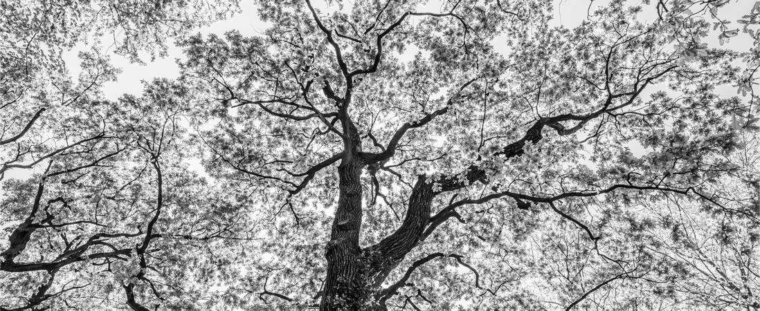 Monochrome upshot of a tall tree