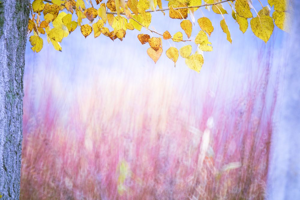 Blurred trees in forest