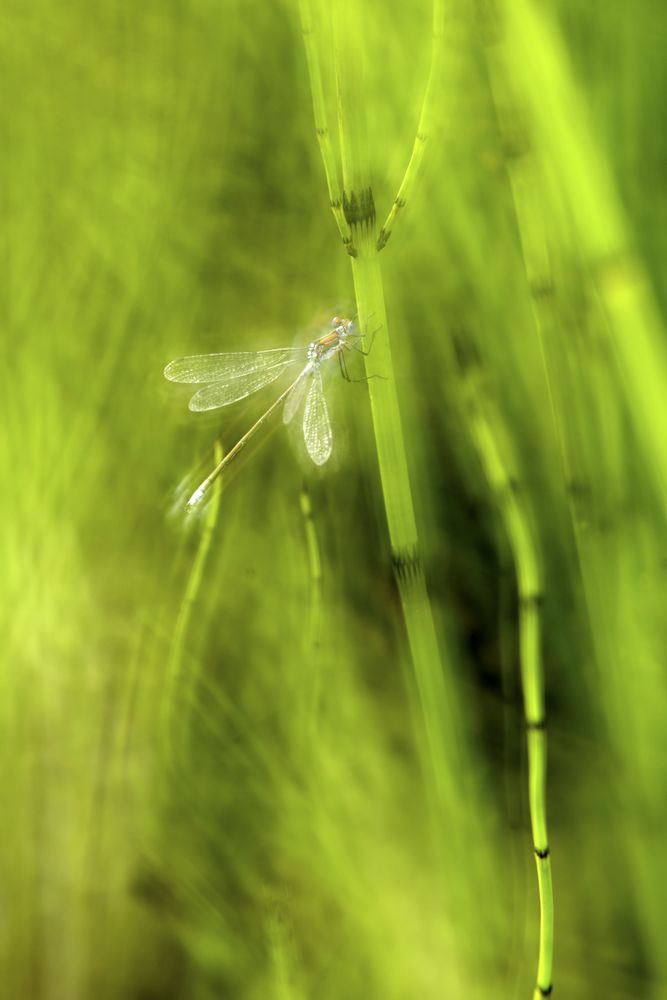 Dragonfly on green twig in closeup