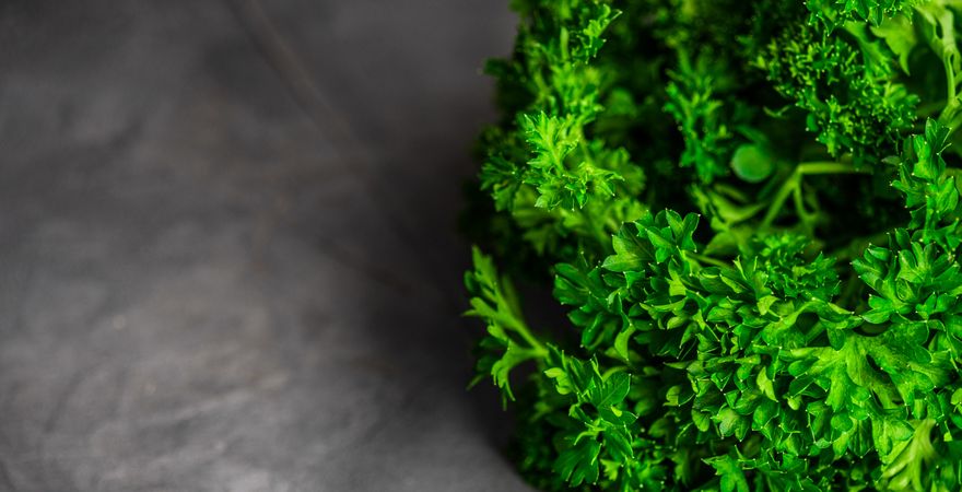 Close up of fresh parsley on grey counter with copy space