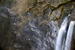 Autumn tree and waterfall