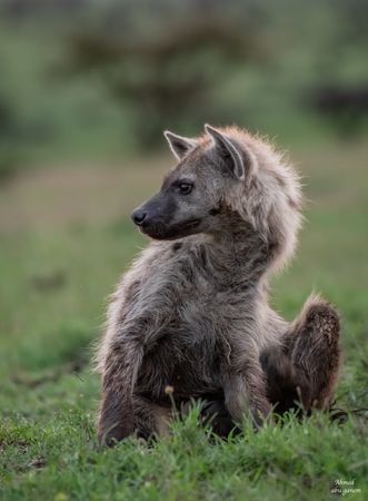 Dark spotted hyena on green grass