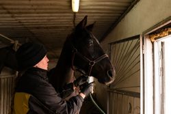 Person adjusting bridle on brown horse in stable.