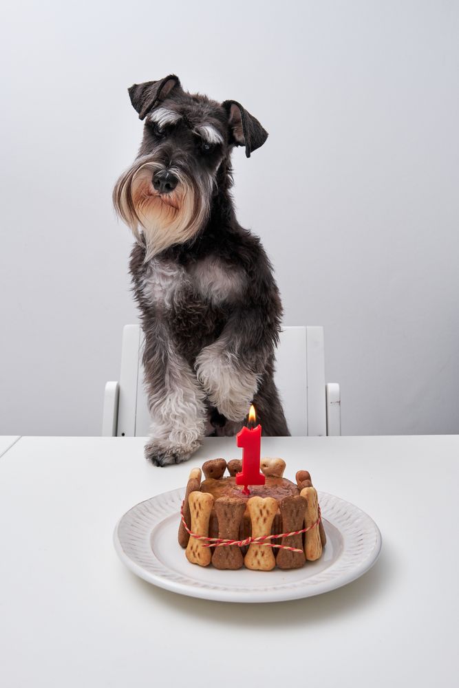 Cute purebred dog with birthday cake at table