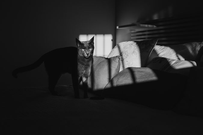 Cute cat under ray of light on a bed