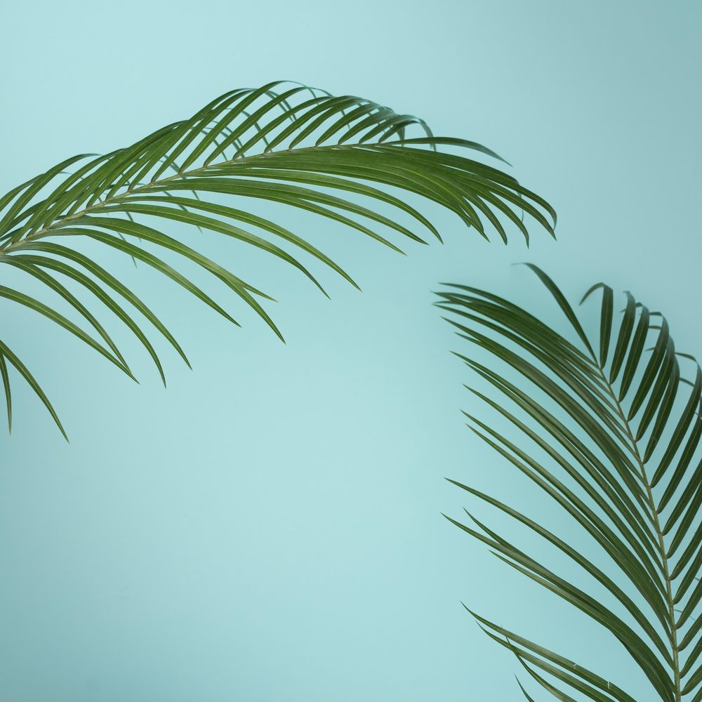 Tropical green leaves on baby blue background