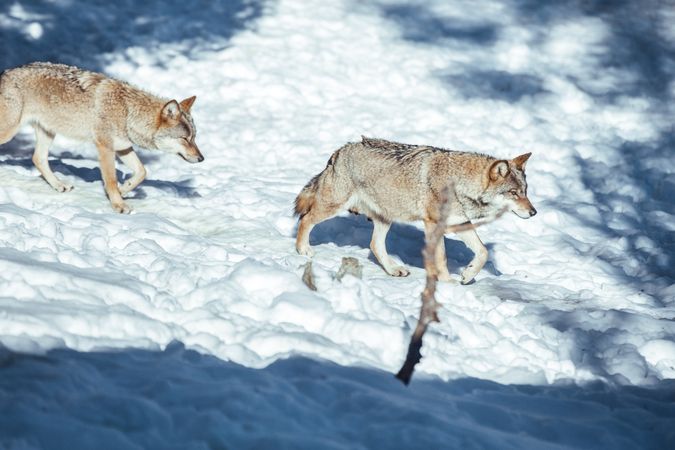 Wolf on hill near stones and snow