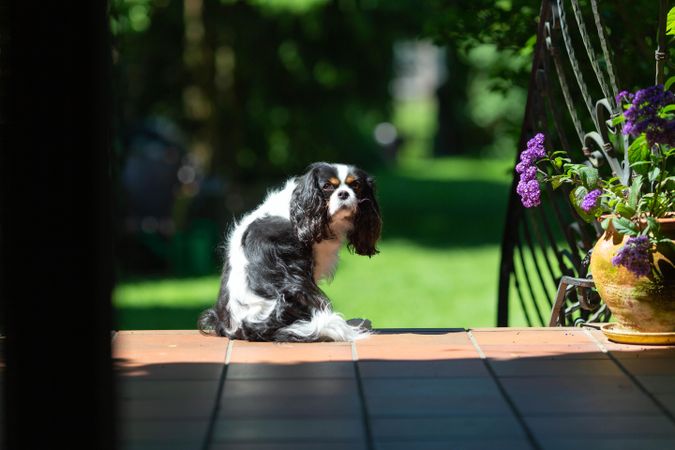 Cavalier spaniel sitting on the deck in the sunlight