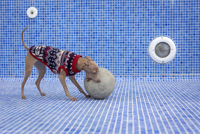 Italian greyhound dog playing in the pool with a ball