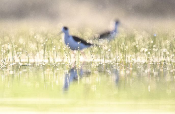 Wild bird walking on water