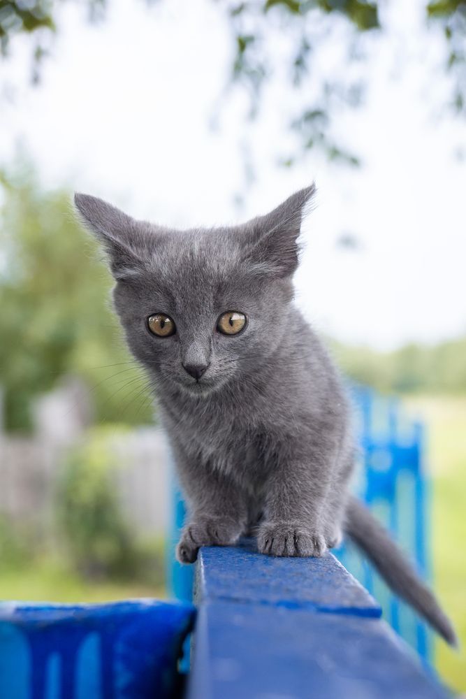 Korat cat walking on blue fence