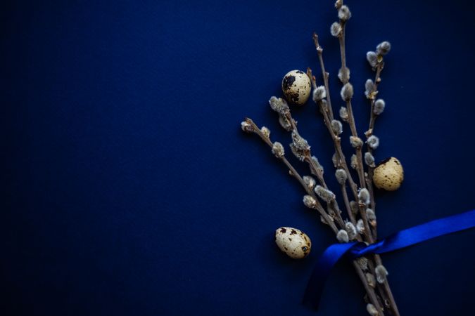 Easter card concept with eggs and pussy willow on royal blue table