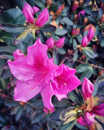 Bright pink roseum rhododendron