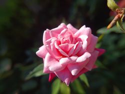 beautiful pink rose flower background