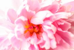 Beautiful pink peony flower as background, closeup