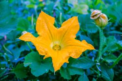 Orange flower surrounded by leaves
