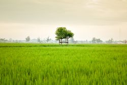 Beautiful vast green field on misty day in Indonesia
