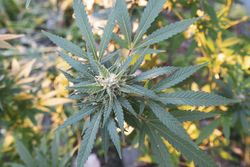 Top view of young marijuana plant outside