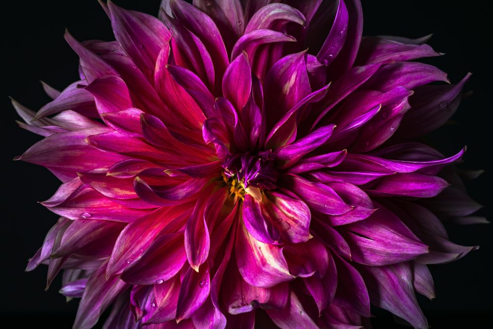 Close up of beautiful dark pink dahlia