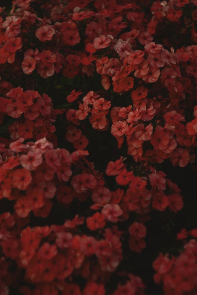 Red flowers in close up