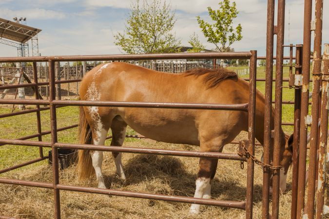 Brown horse standing behind paddock fence