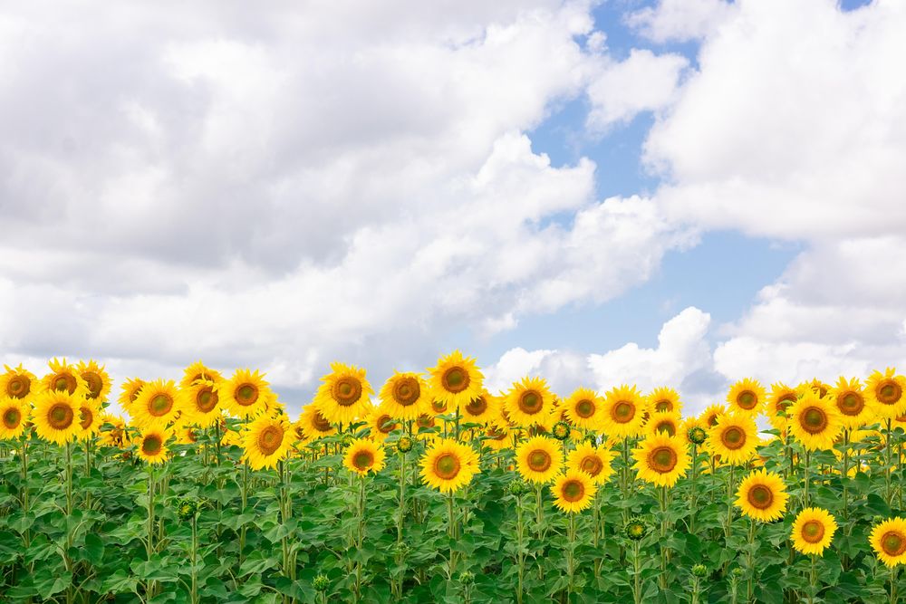 Sunflower field under cloudy sky