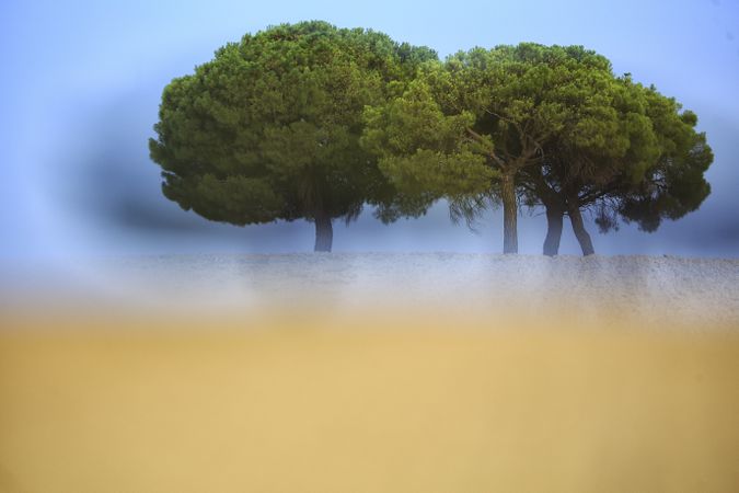 Defocused trees in sunset valley