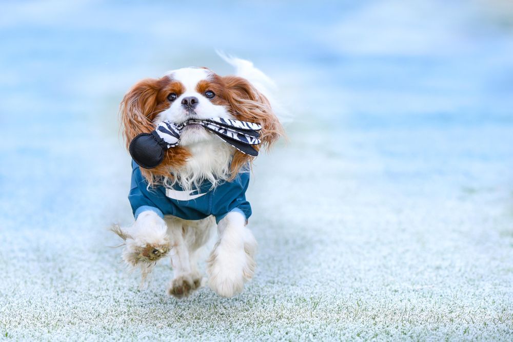 Dog in blue shirt running on sand