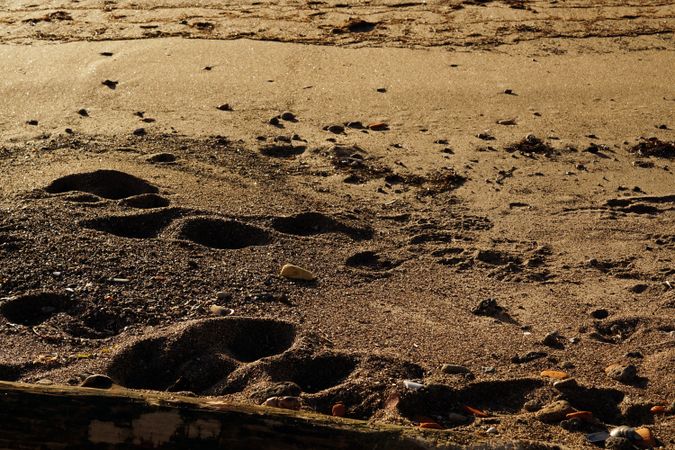 stones on wet sand on beach