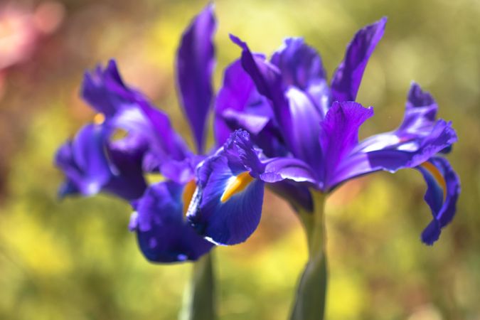Side view of purple iris flower growing on bright day