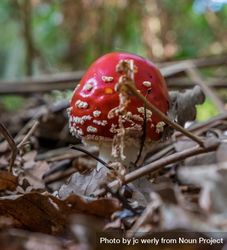 Single agaric mushroom among autumn foliage 0LWmAb